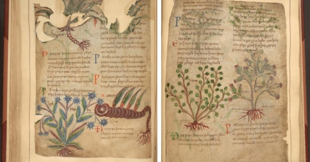 Anglo-Saxon Herbal Remedies Manuscript