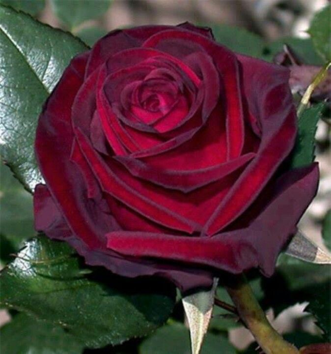 crimson rose