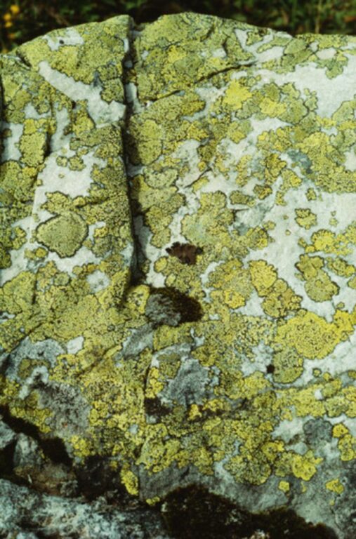 lichens green colour