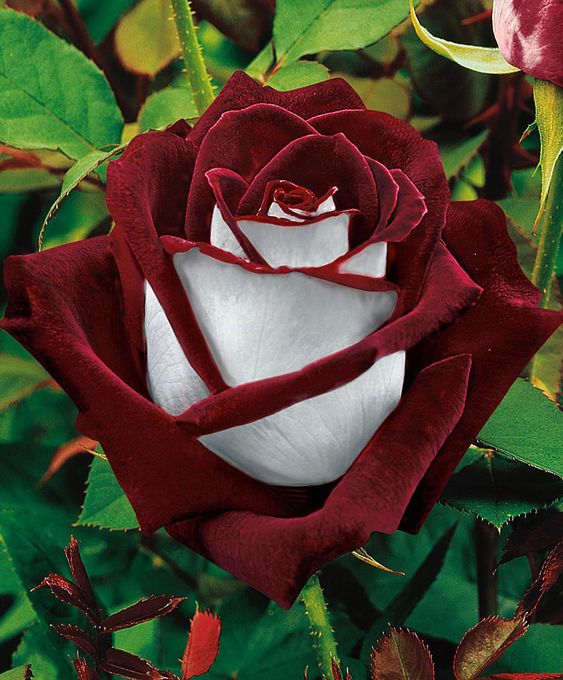 Lancanshire rose image